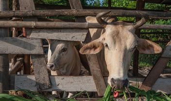 Cows on a farm - image #328127 gratis